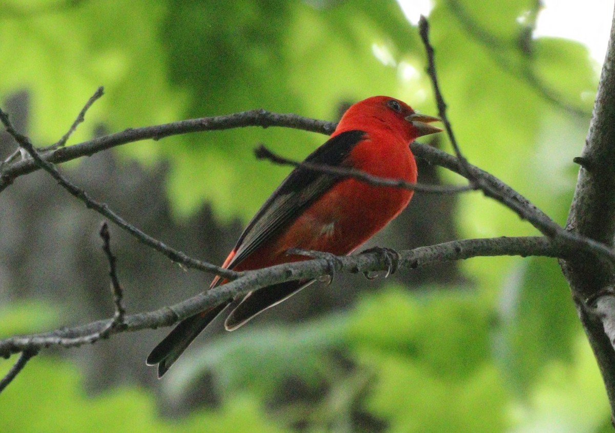 Scarlet Tanager - MA 2