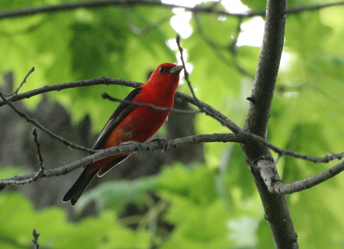 Scarlet Tanager - ML618580466