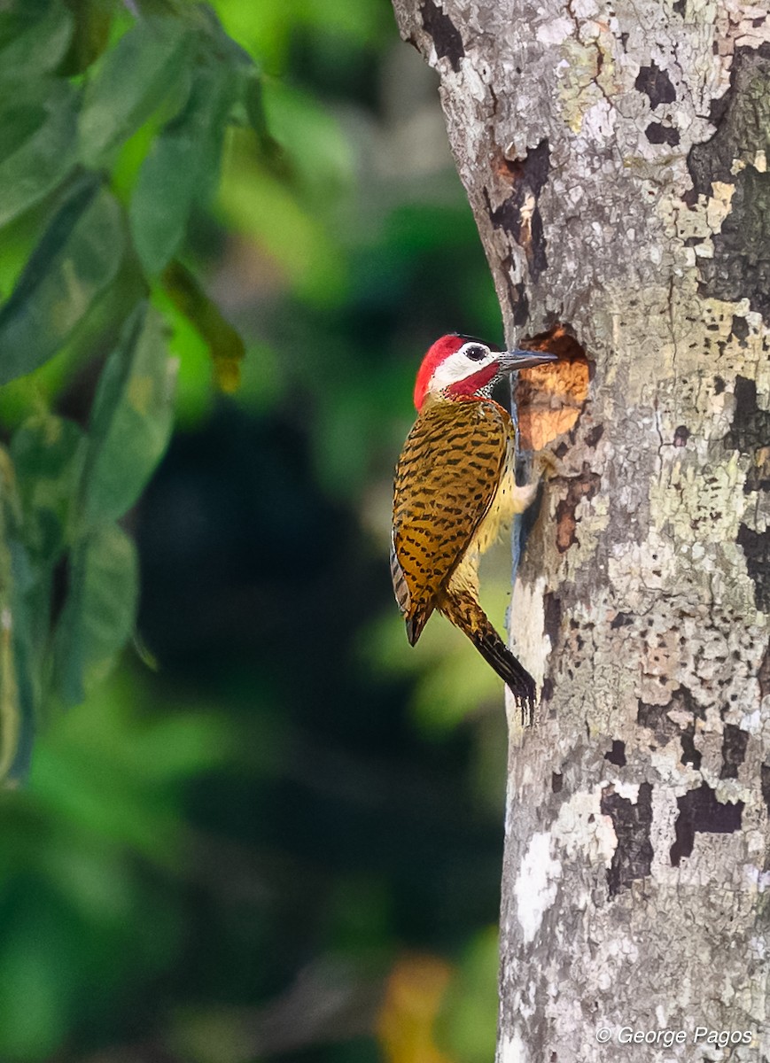 Spot-breasted Woodpecker - ML618580474