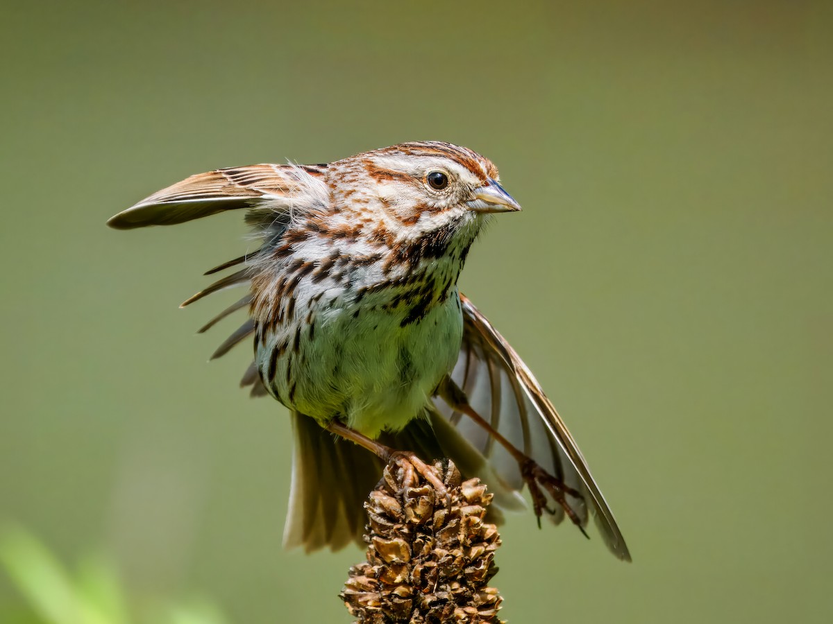 Song Sparrow - Steven Meisel