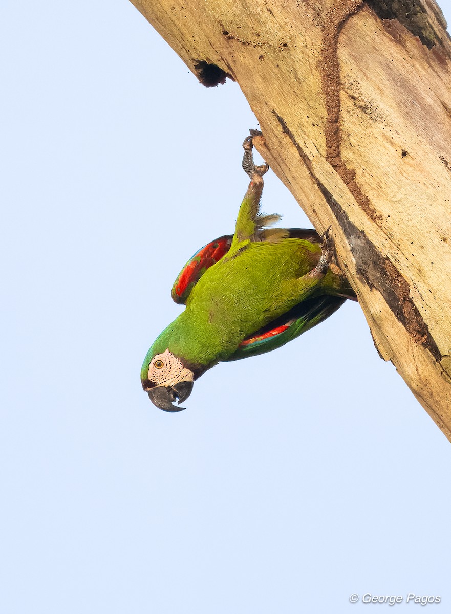 Chestnut-fronted Macaw - ML618580494
