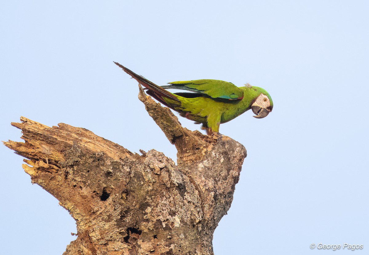 Chestnut-fronted Macaw - ML618580496