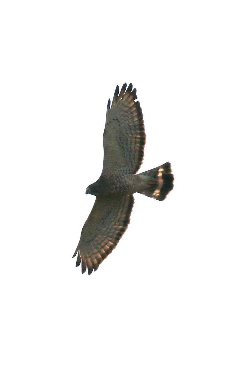 Broad-winged Hawk - ML618580498