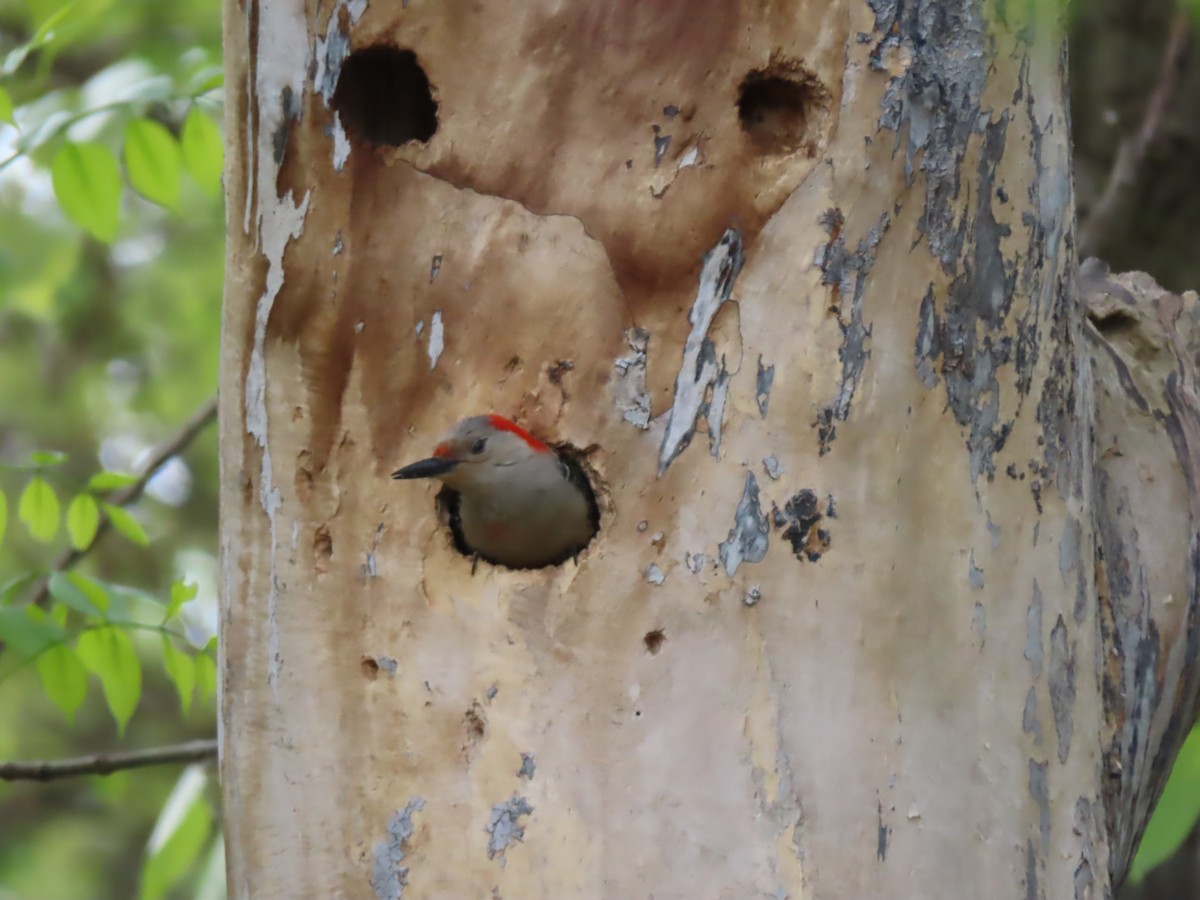 Red-bellied Woodpecker - Roger Beuck