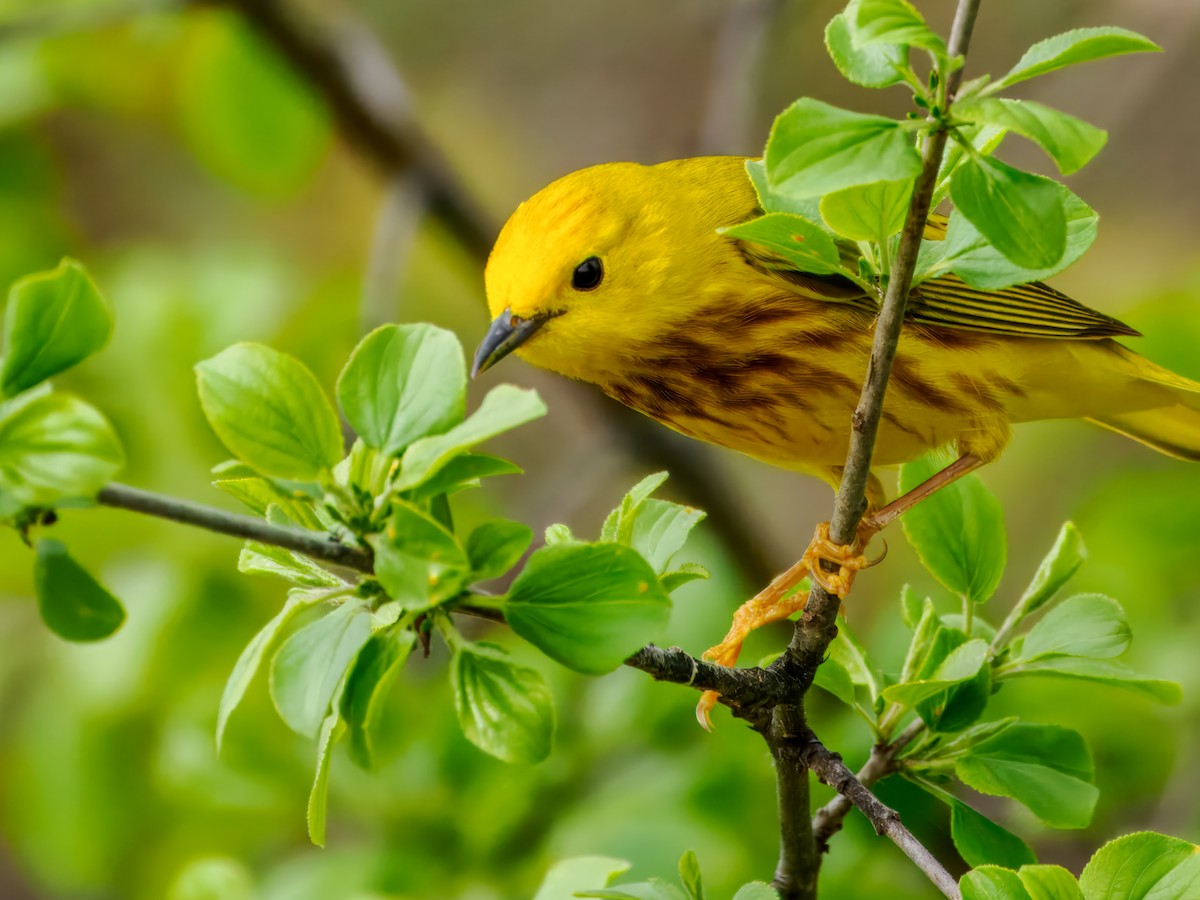 Yellow Warbler - Steven Meisel
