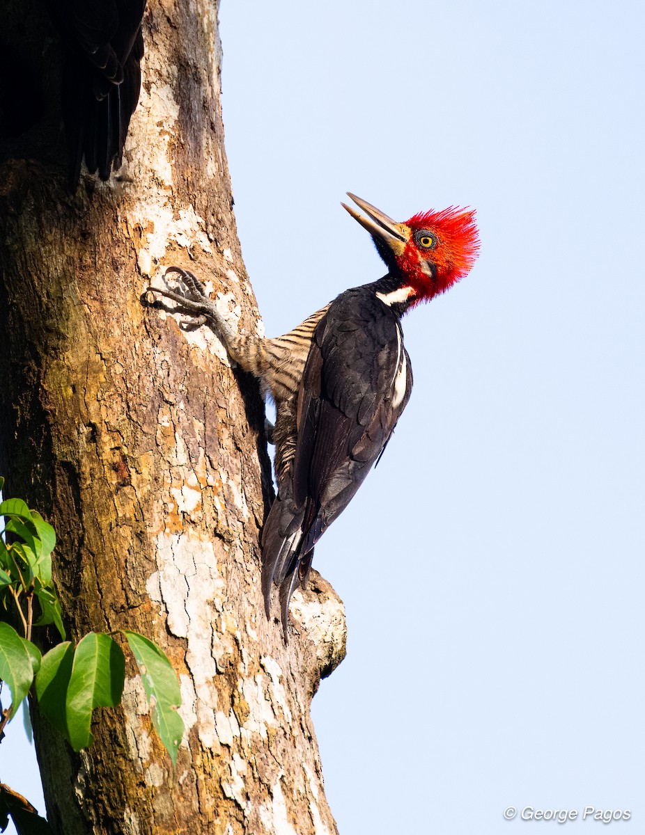 Crimson-crested Woodpecker - ML618580517
