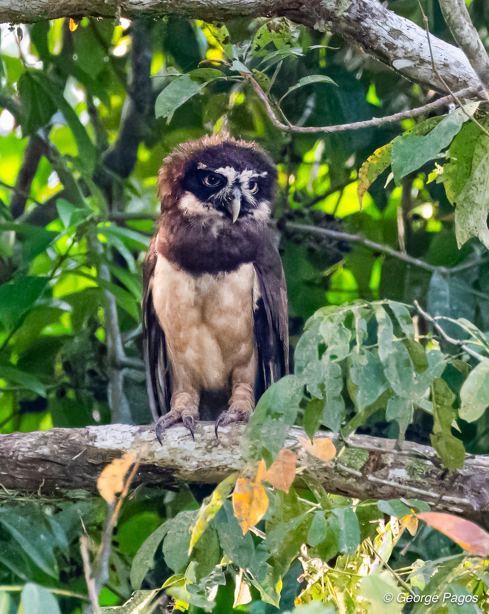 Spectacled Owl - ML618580541