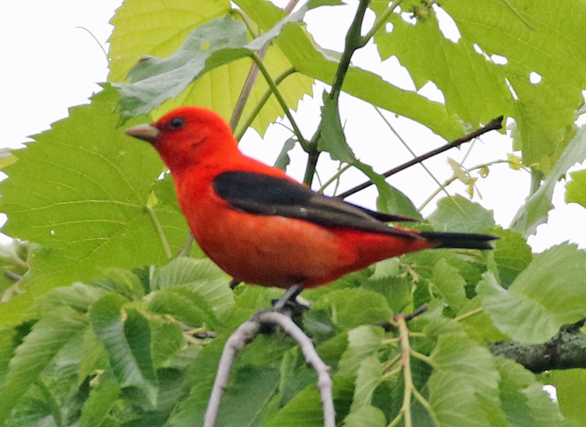 Scarlet Tanager - ML618580566