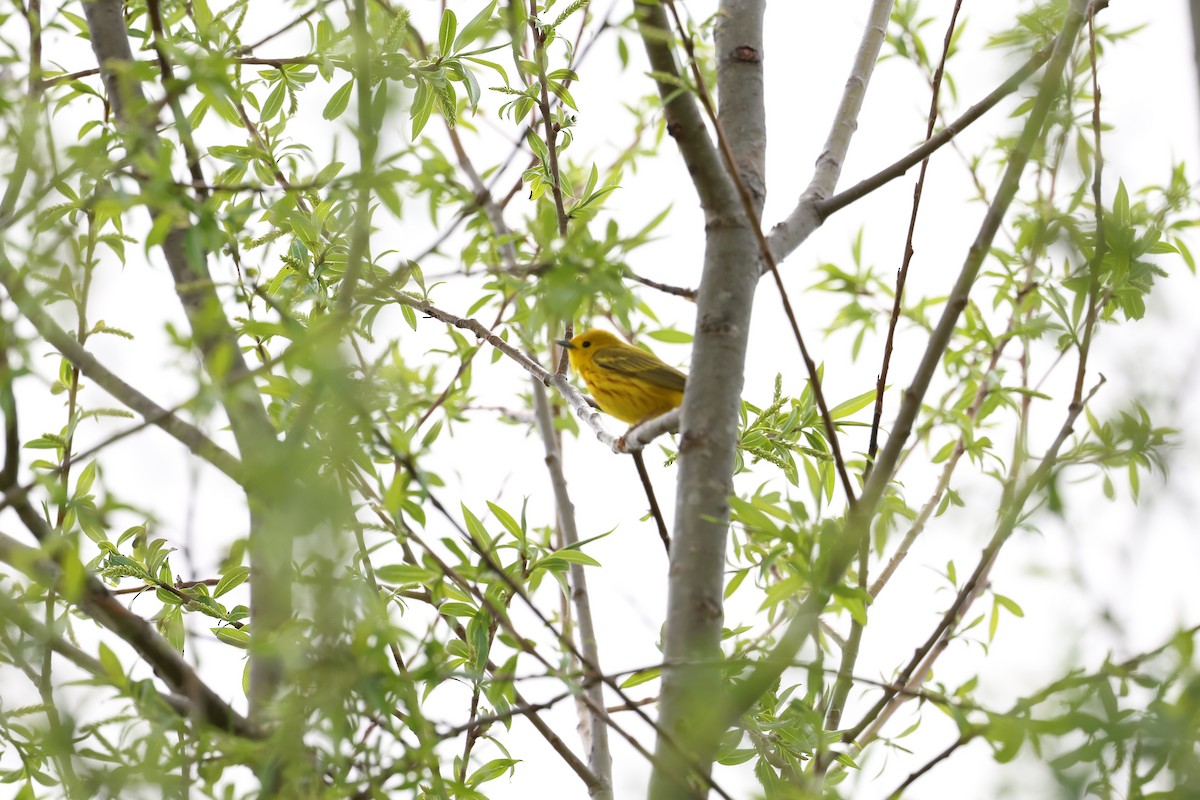 Yellow Warbler - ML618580578
