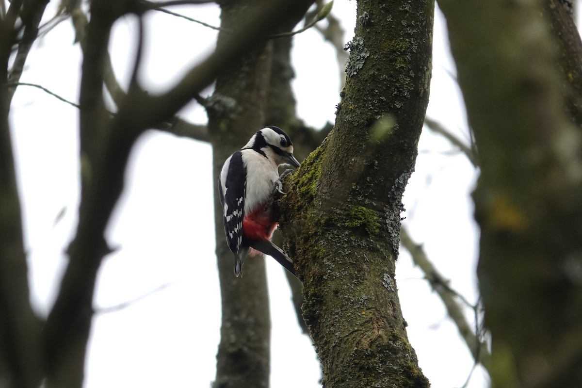 Great Spotted Woodpecker - ML618580582