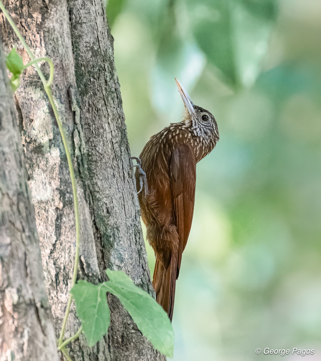 Zimmer's Woodcreeper - George Pagos