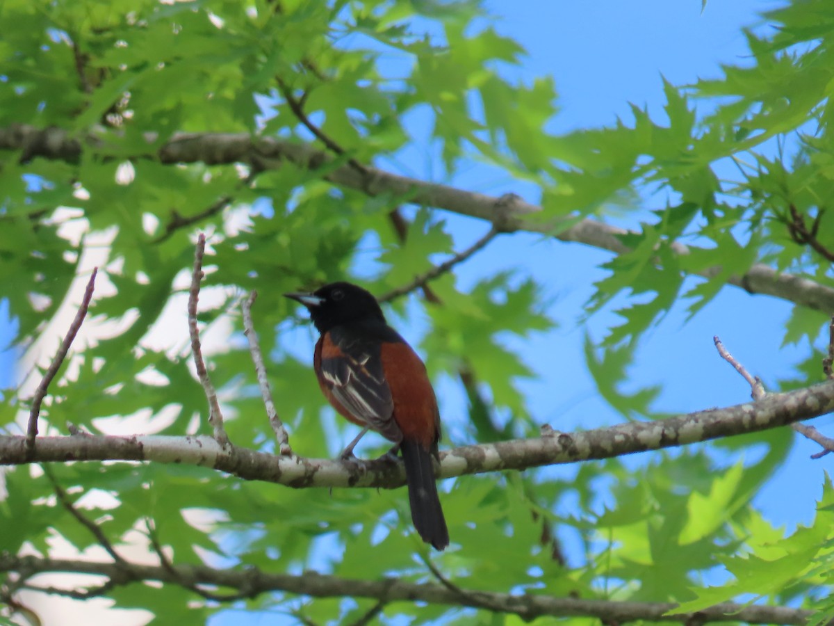 Orchard Oriole - ML618580590