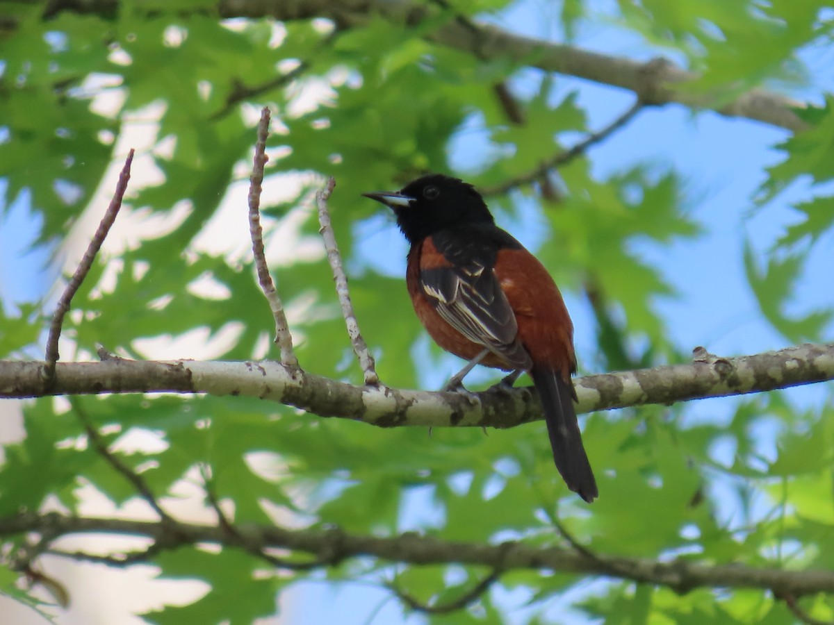 Orchard Oriole - ML618580593
