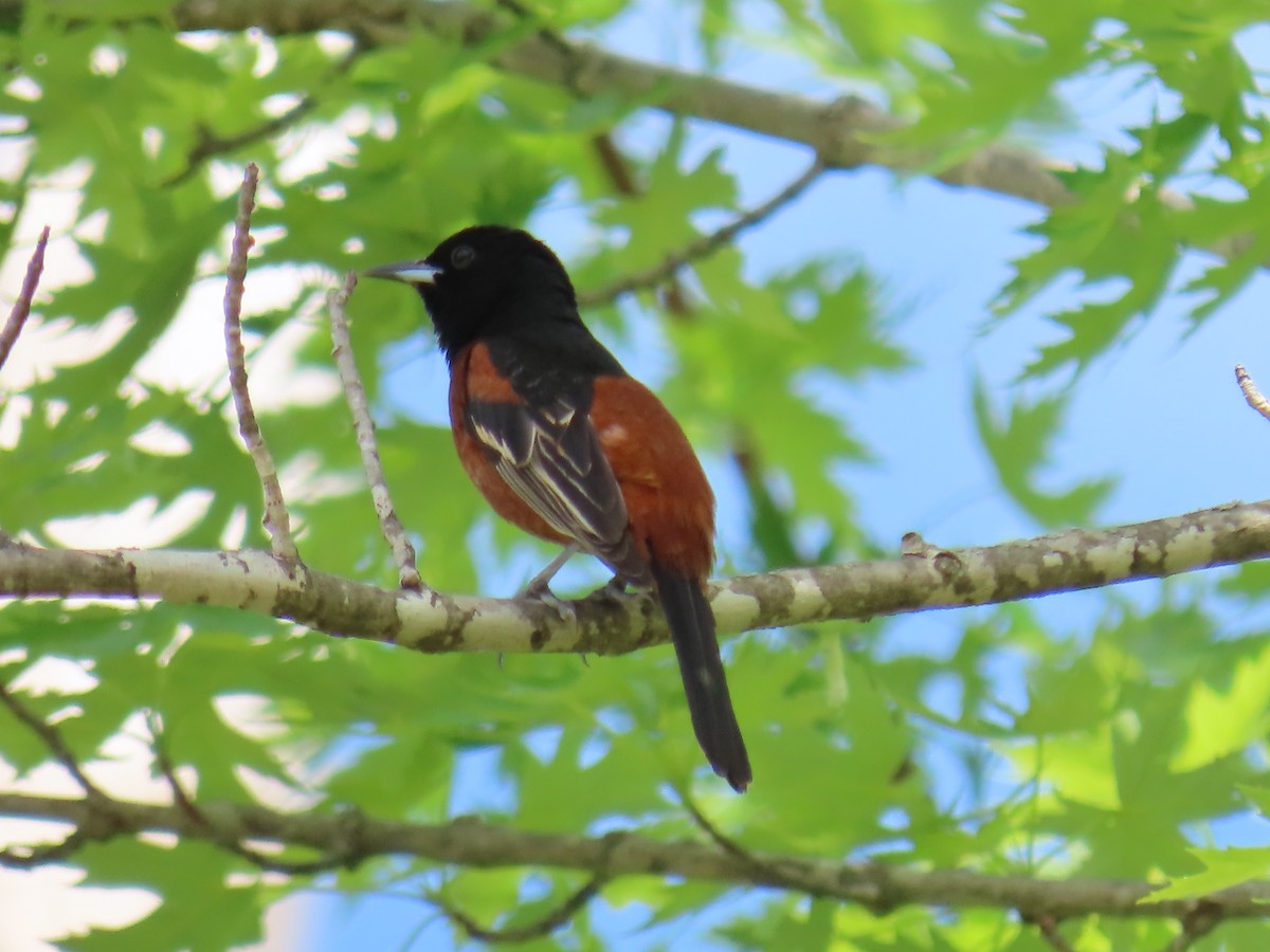 Orchard Oriole - ML618580596
