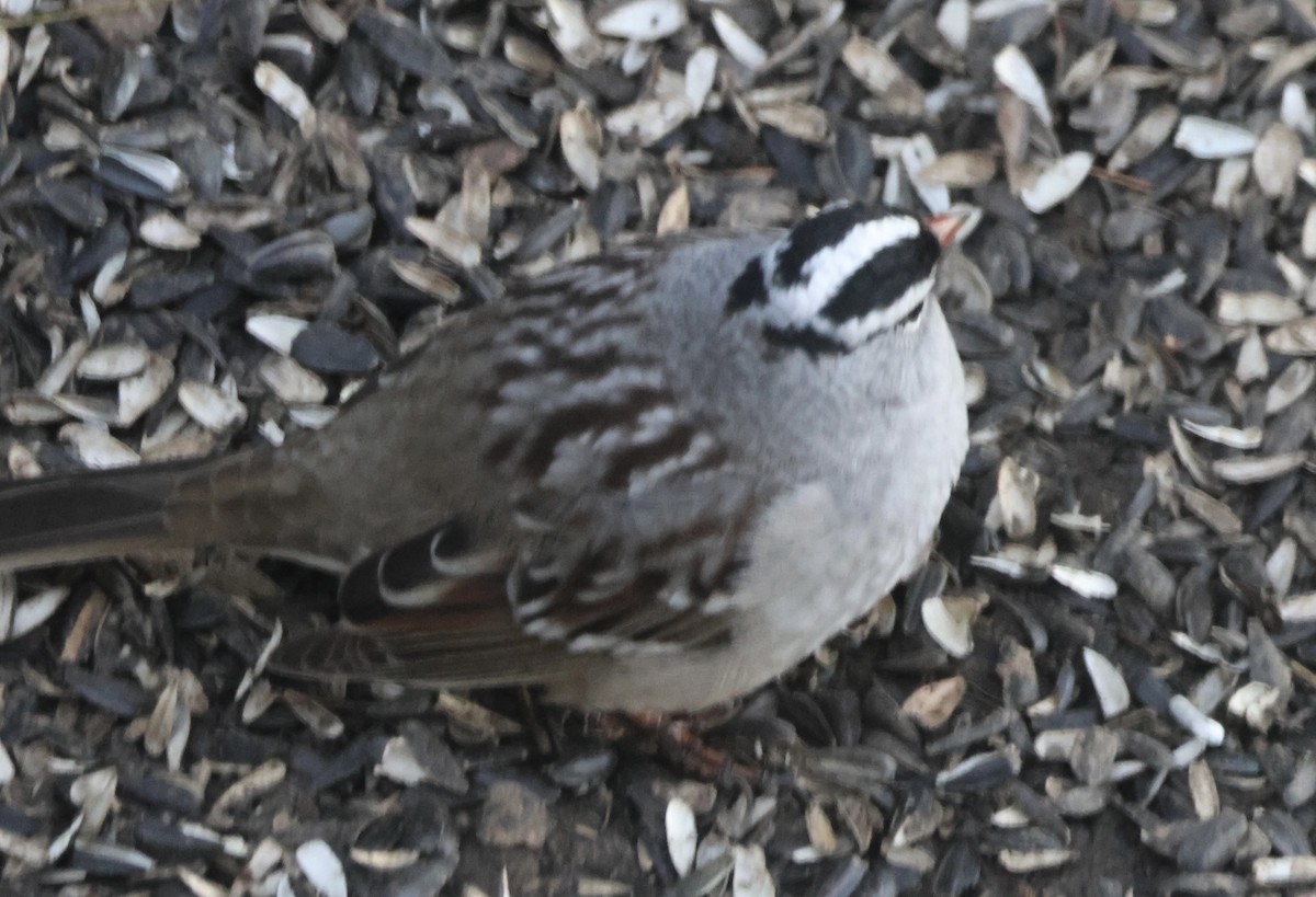 White-crowned Sparrow - ML618580627