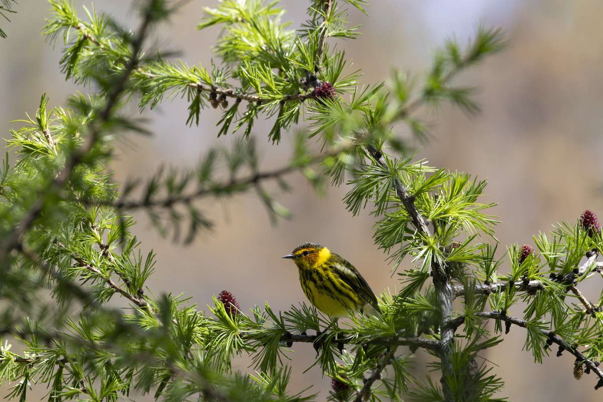 Cape May Warbler - ML618580629