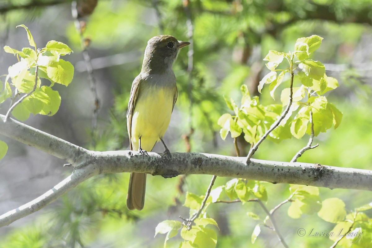 Great Crested Flycatcher - ML618580683