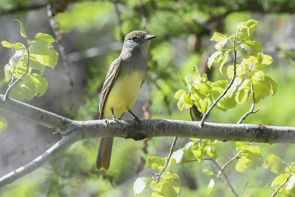 Great Crested Flycatcher - Lucien Lemay