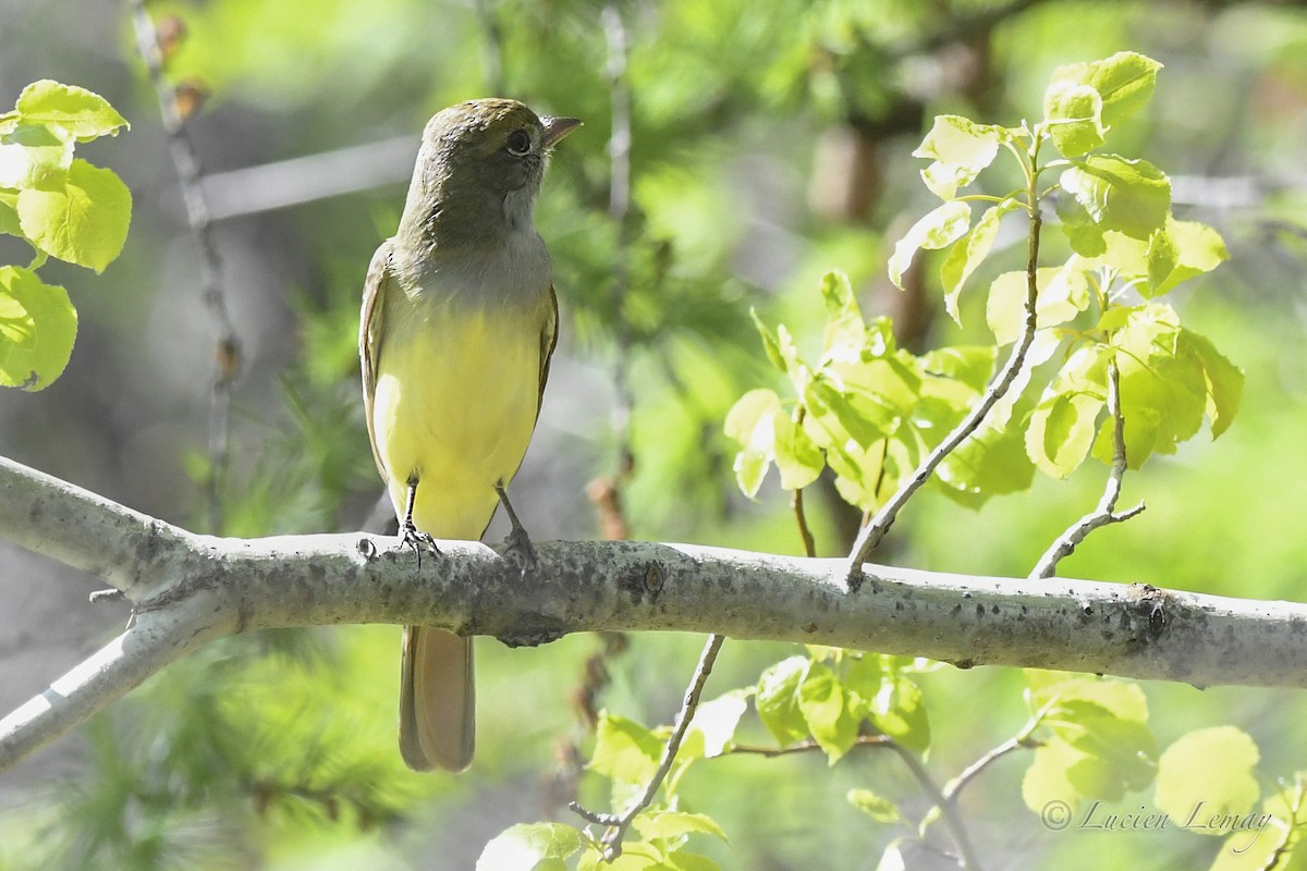 Great Crested Flycatcher - ML618580695