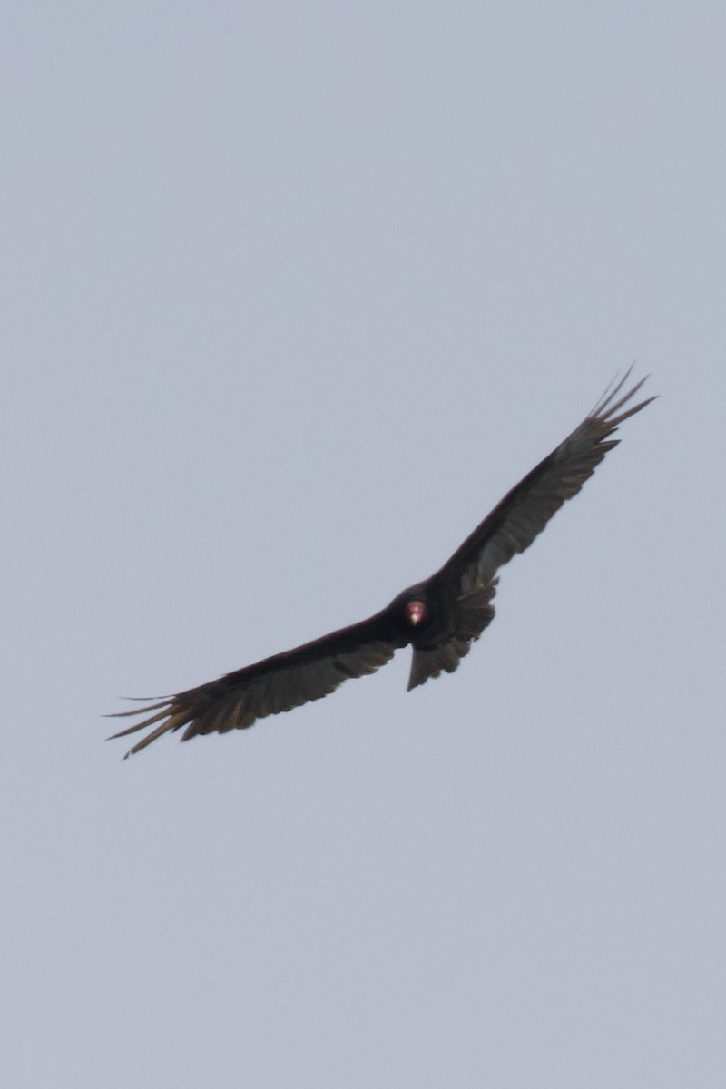 Turkey Vulture - ML618580705