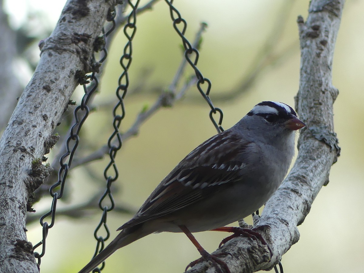 White-crowned Sparrow - Linda Croskey