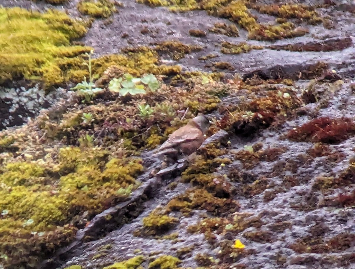grånakkefjellfink (littoralis) - ML618580740