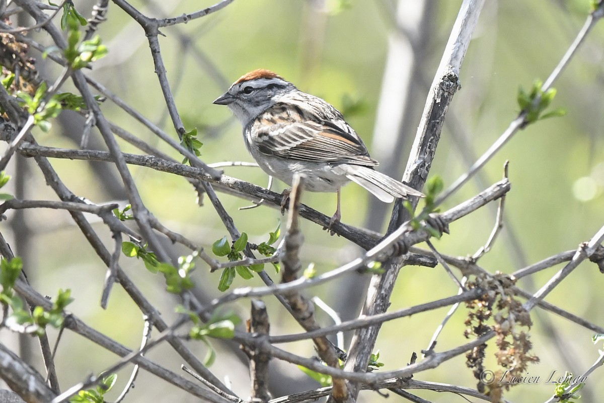 Chipping Sparrow - ML618580763