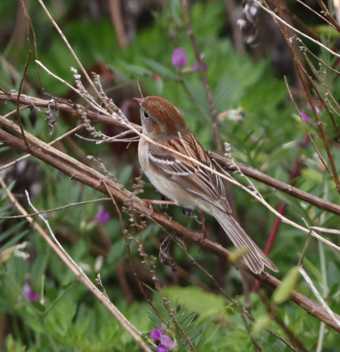 Field Sparrow - ML618580764