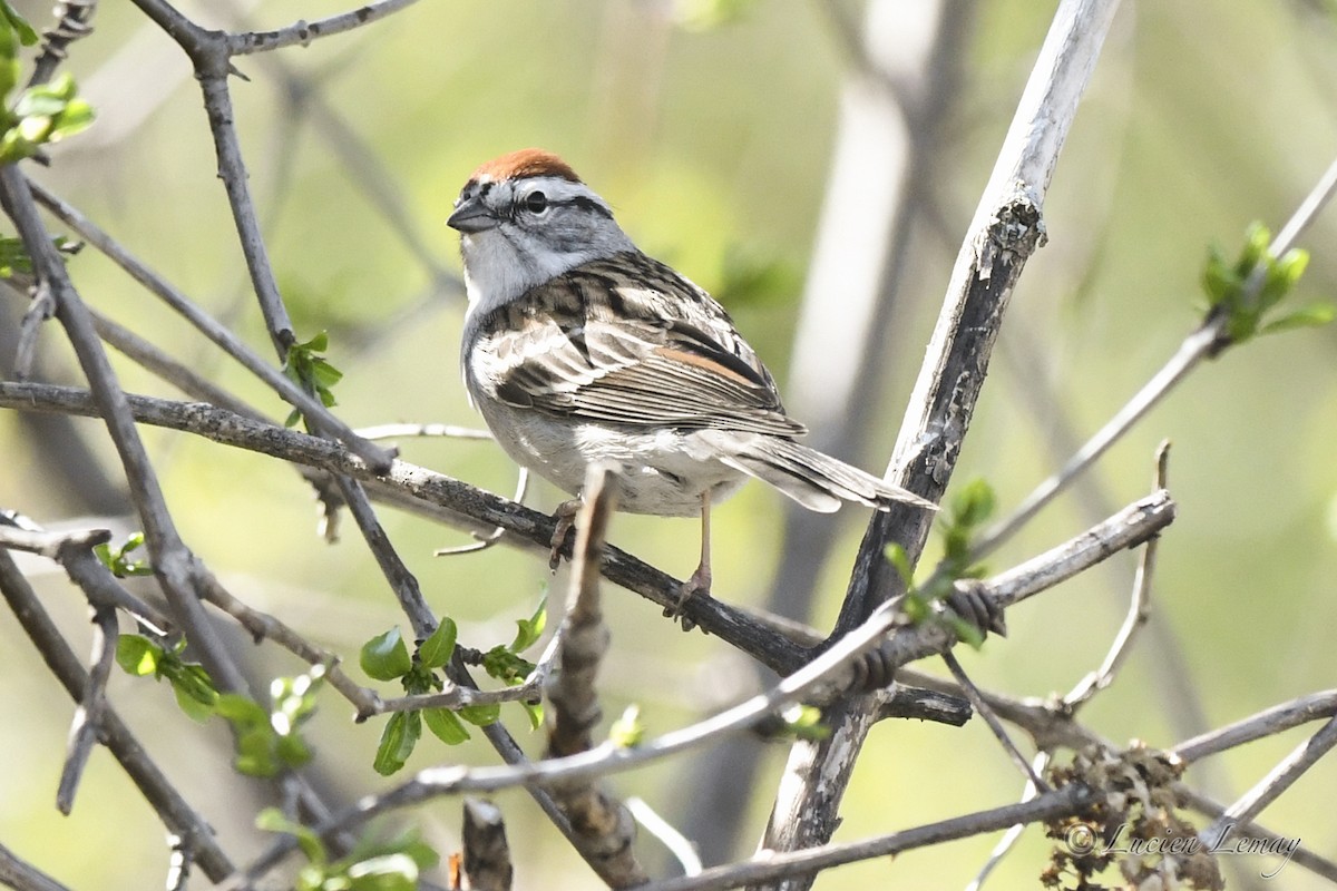 Chipping Sparrow - ML618580768