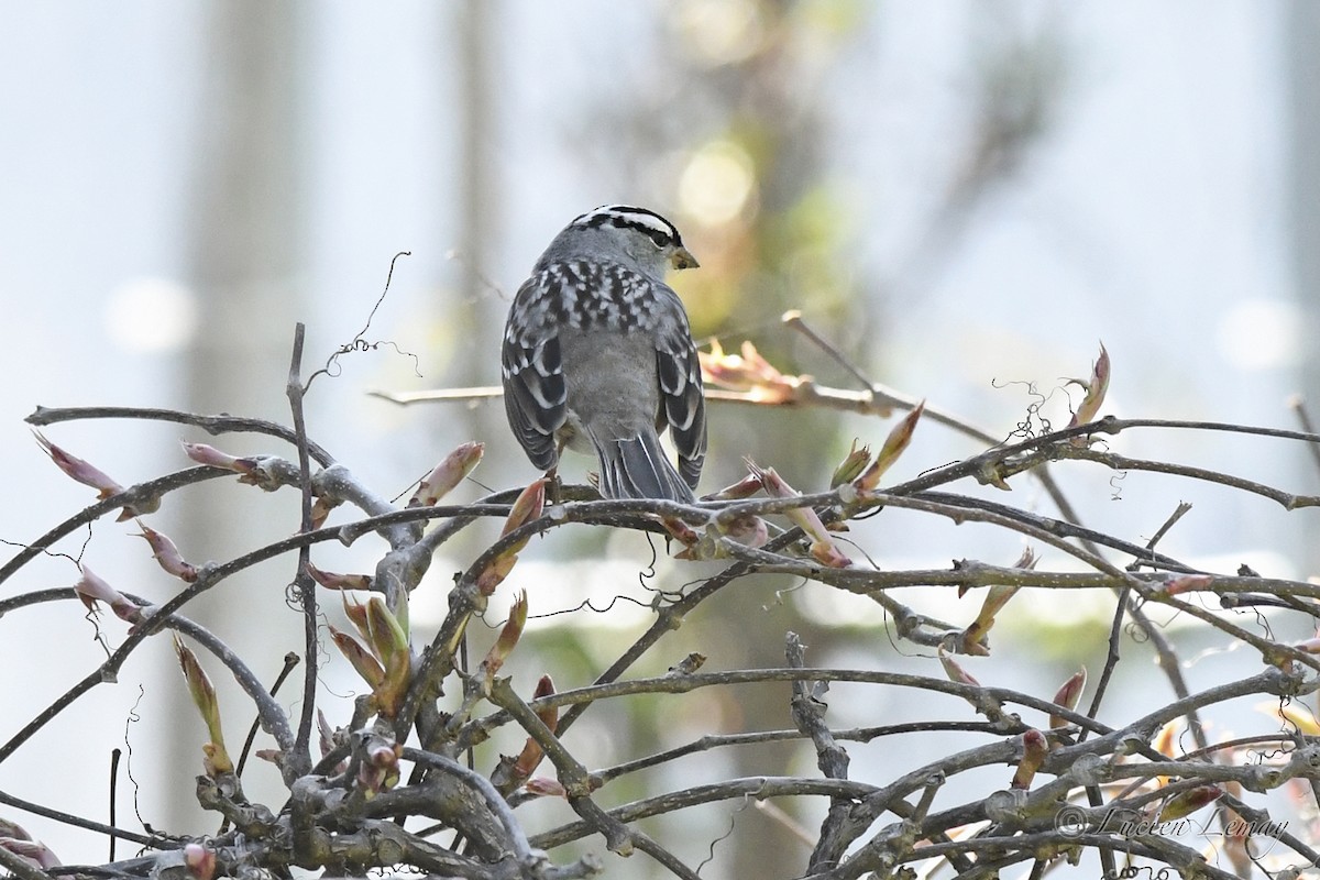 White-crowned Sparrow - ML618580824
