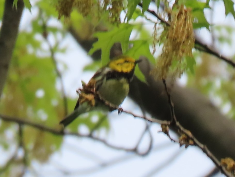 Black-throated Green Warbler - ML618580843