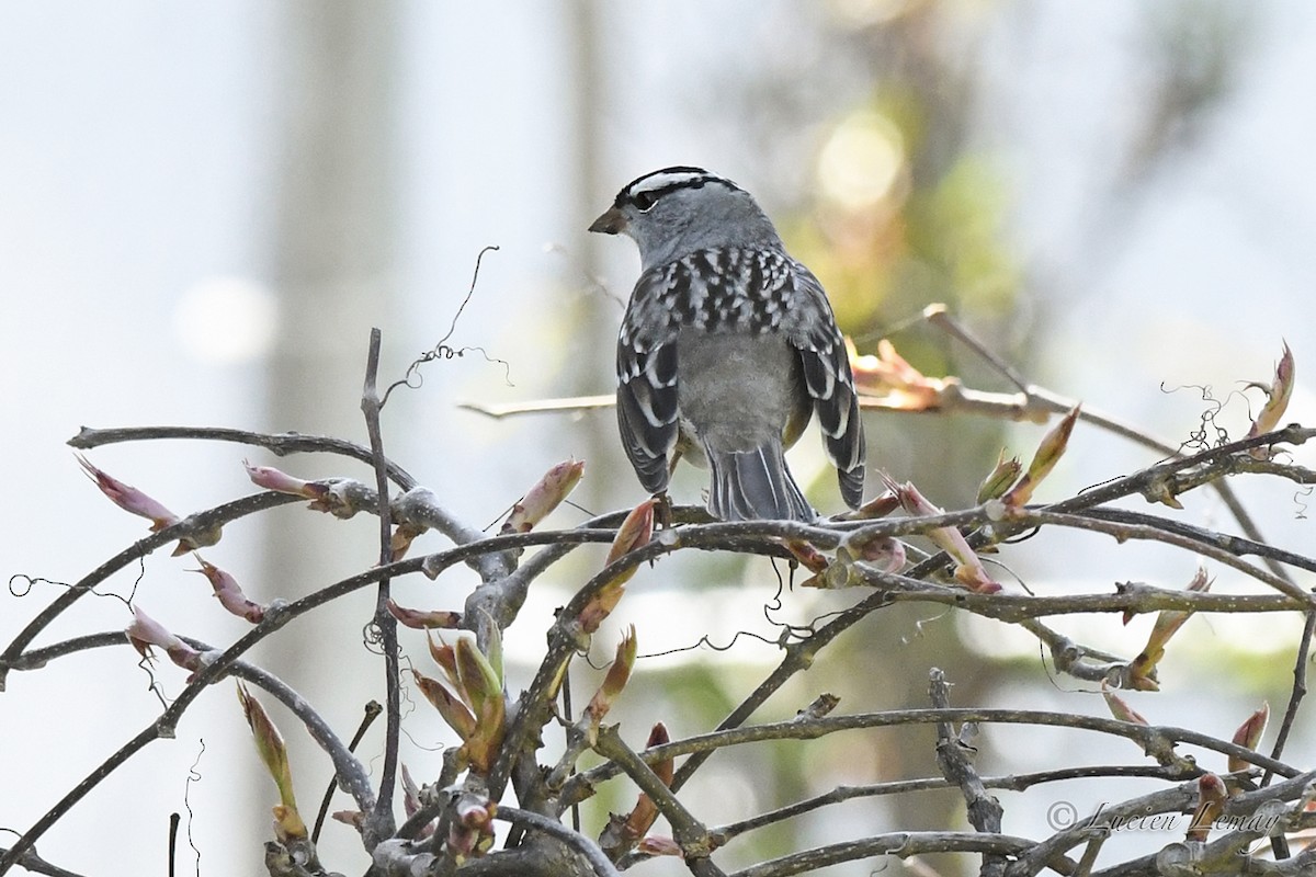 White-crowned Sparrow - ML618580858
