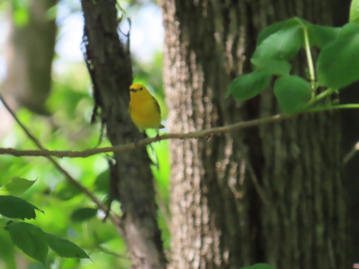 Prothonotary Warbler - ML618580859