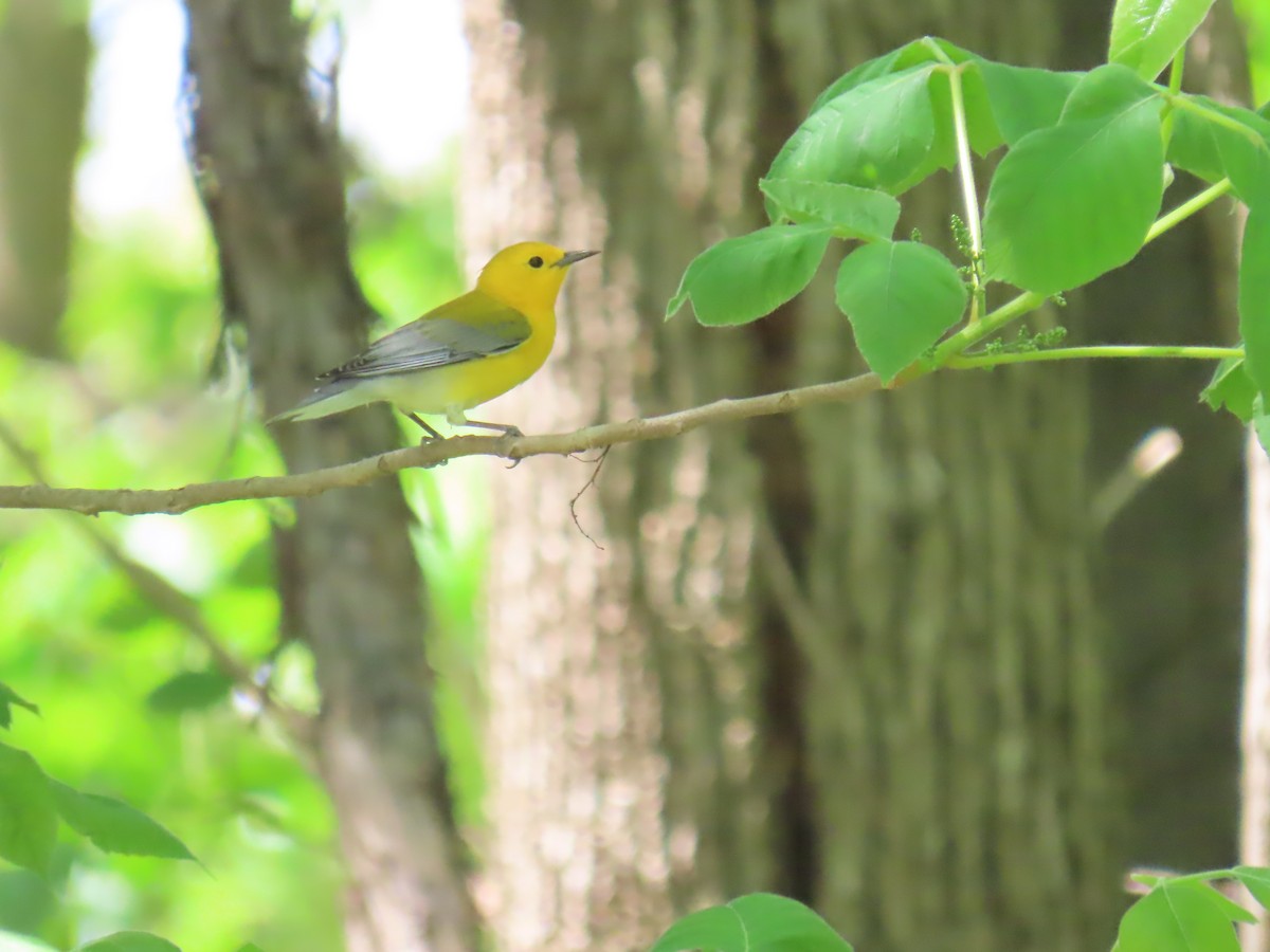 Prothonotary Warbler - ML618580869