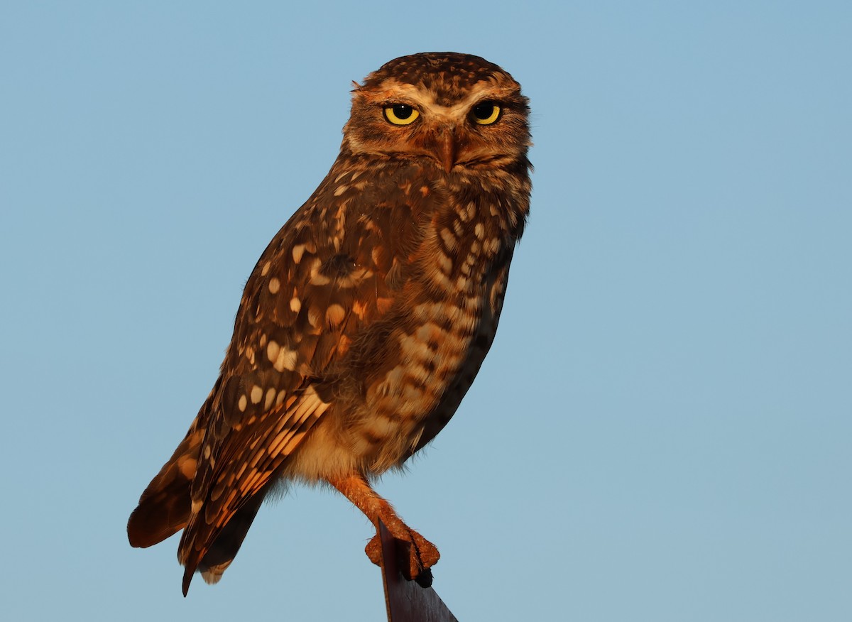Burrowing Owl - ML618580897