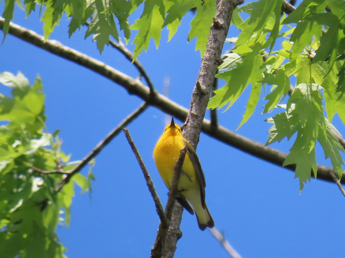 Prothonotary Warbler - ML618580935