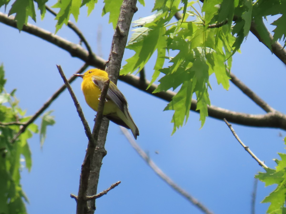 Prothonotary Warbler - ML618580959