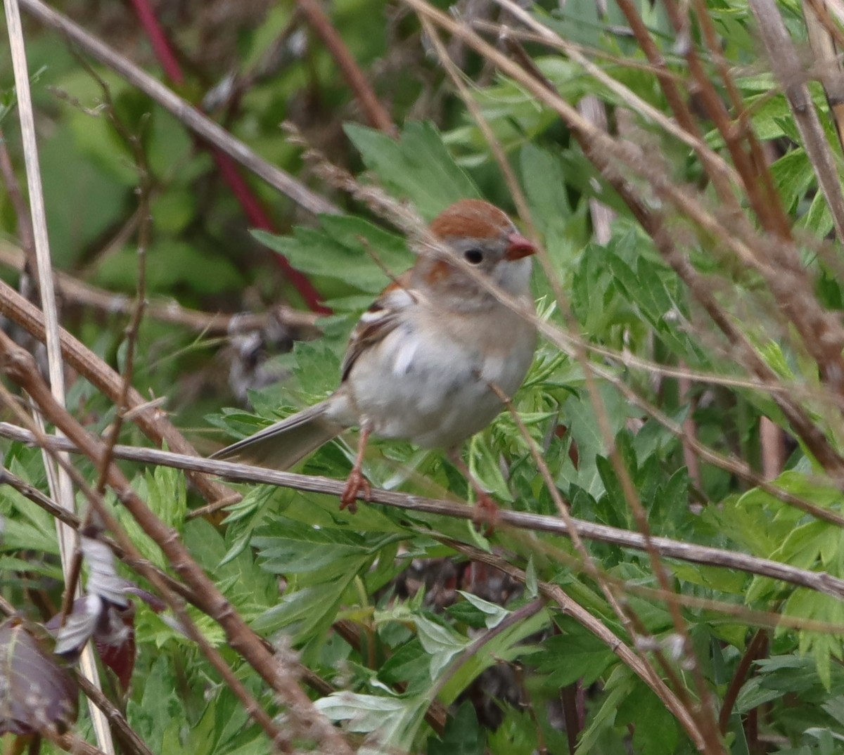 Field Sparrow - bill belford