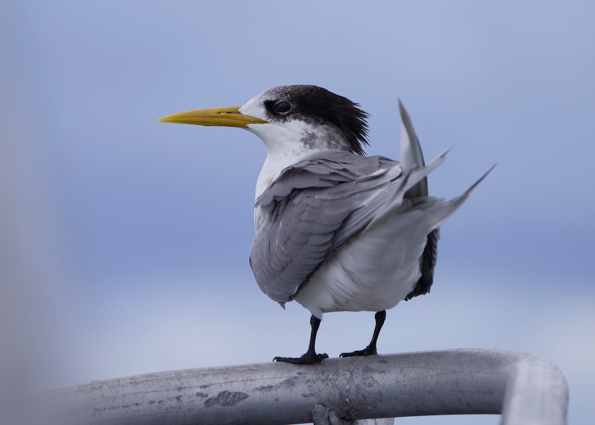 Great Crested Tern - Rachel Lawrence