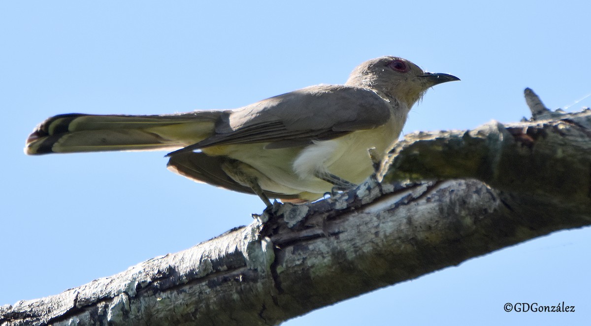 Ash-colored Cuckoo - ML618580994