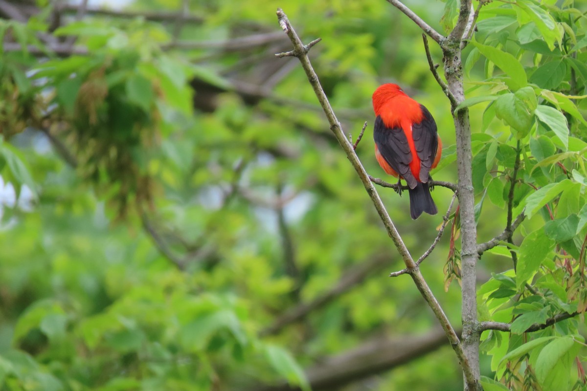 Scarlet Tanager - ML618581037