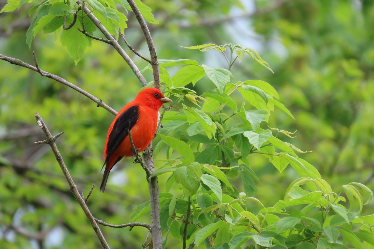 Scarlet Tanager - ML618581038