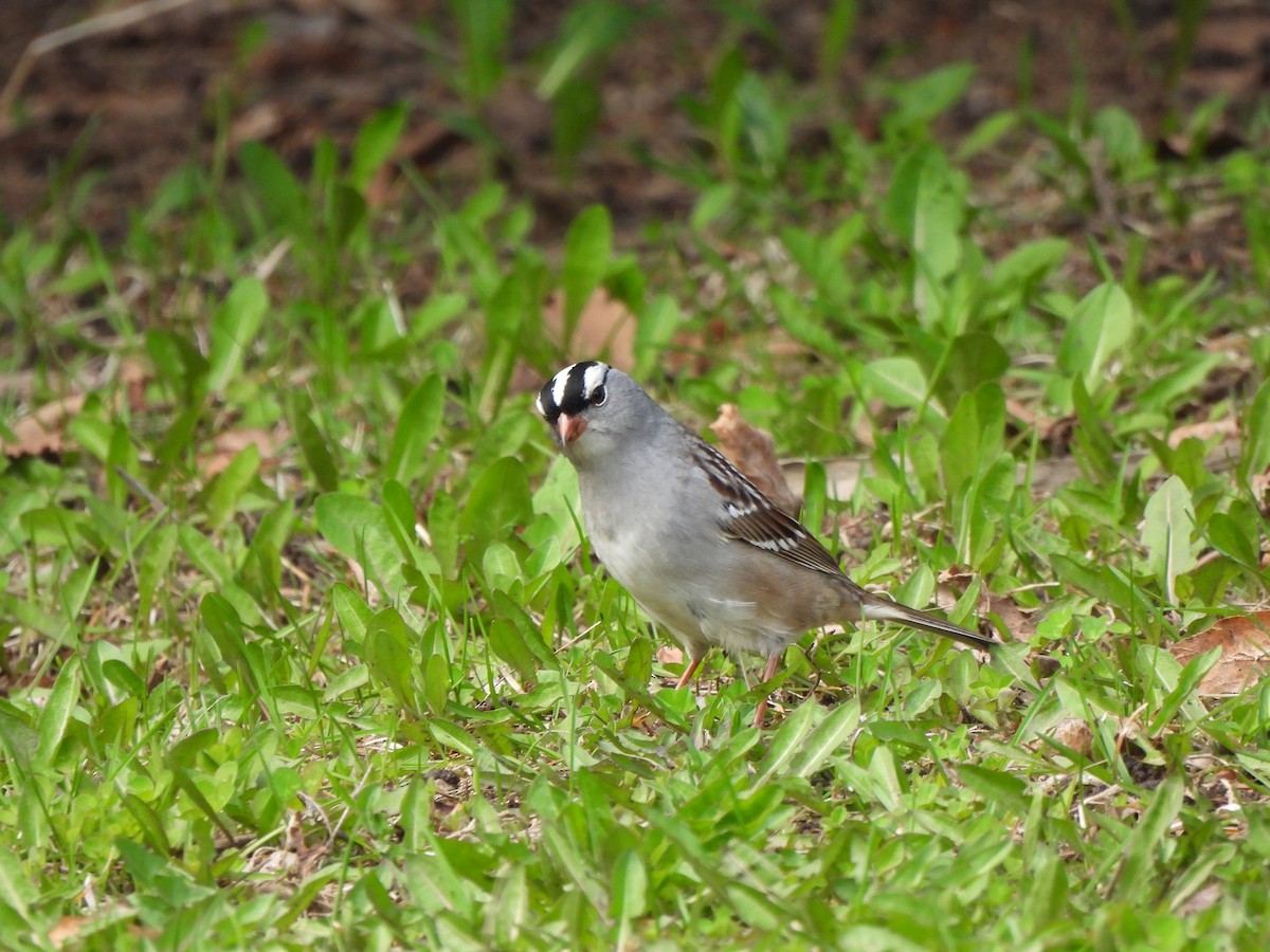 White-crowned Sparrow - ML618581039