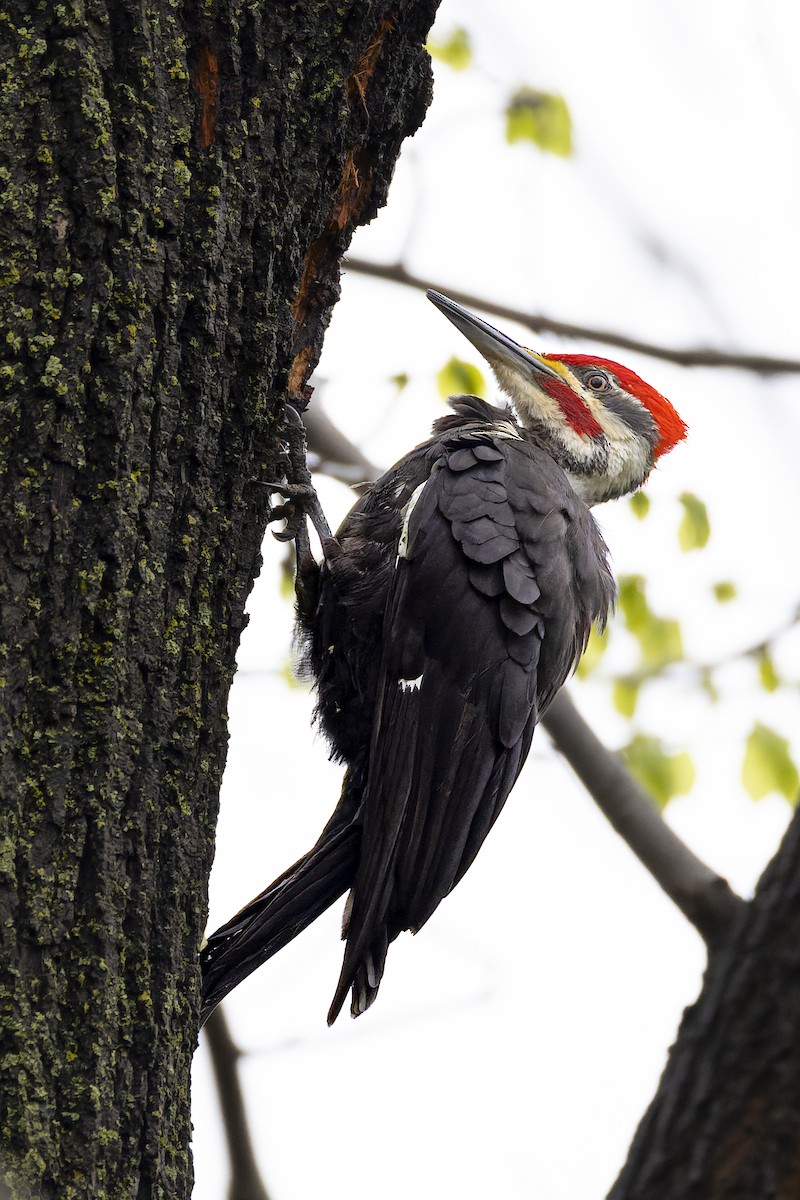 Pileated Woodpecker - ML618581102