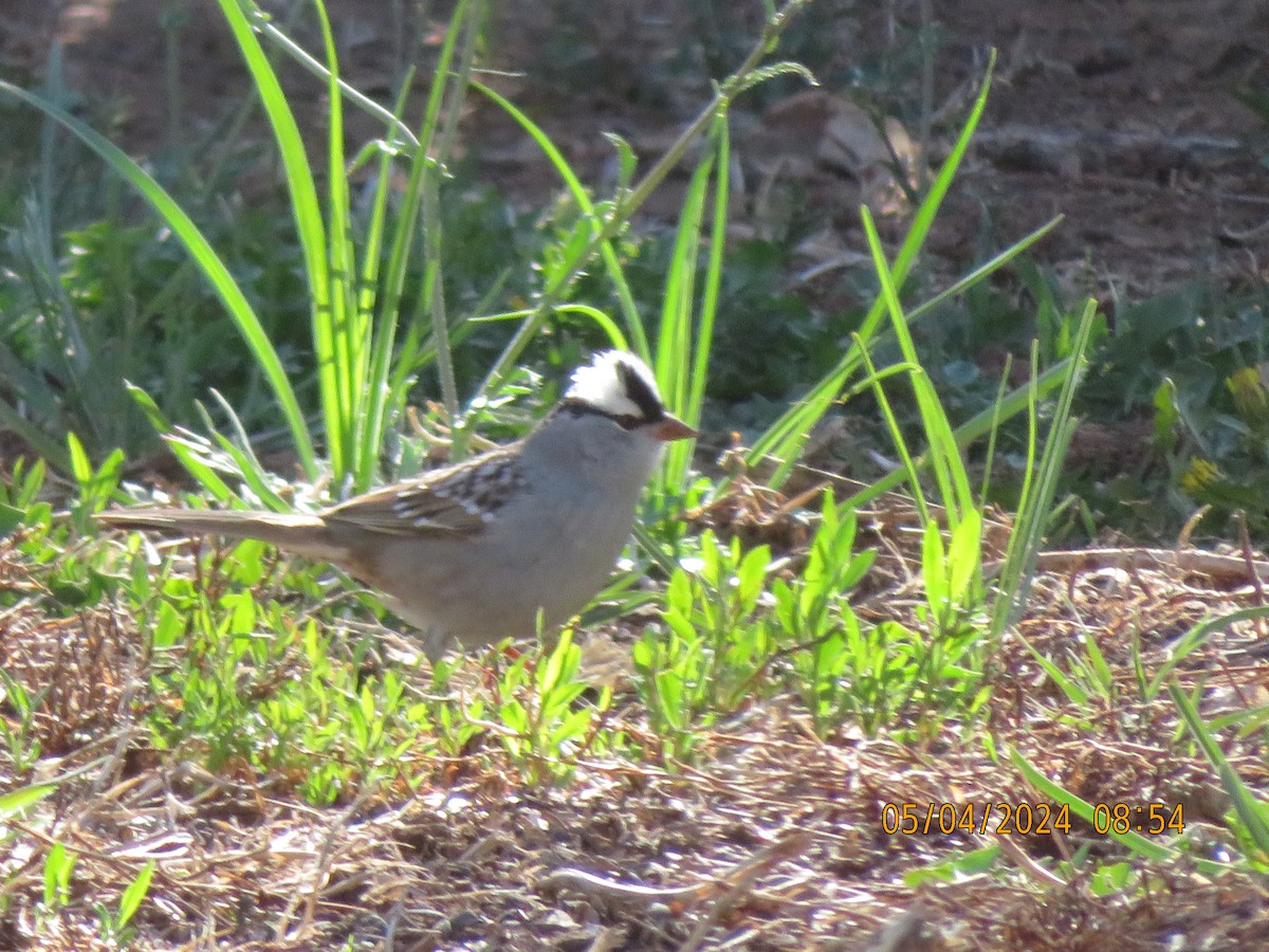 White-crowned Sparrow (oriantha) - ML618581135