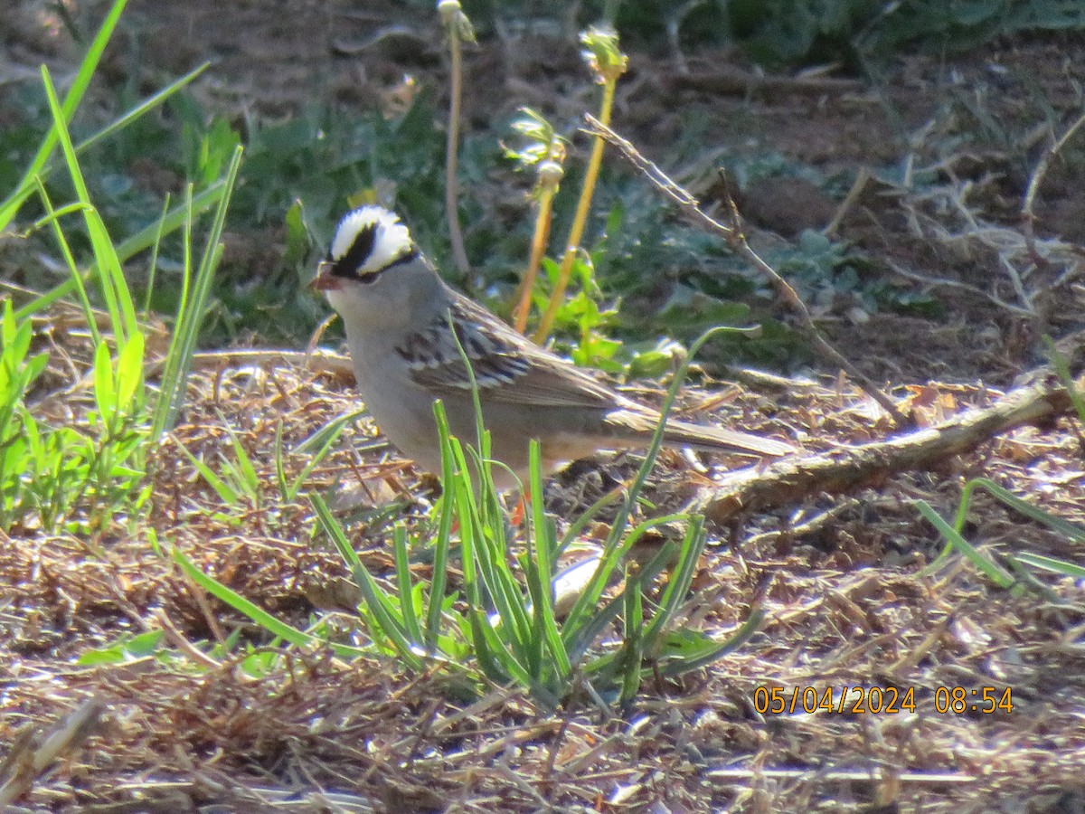 White-crowned Sparrow (oriantha) - ML618581165