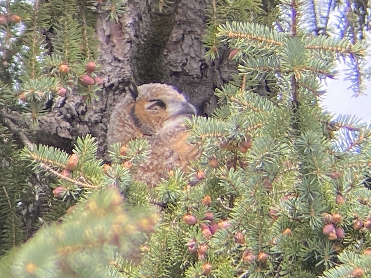 Great Horned Owl - ML618581176
