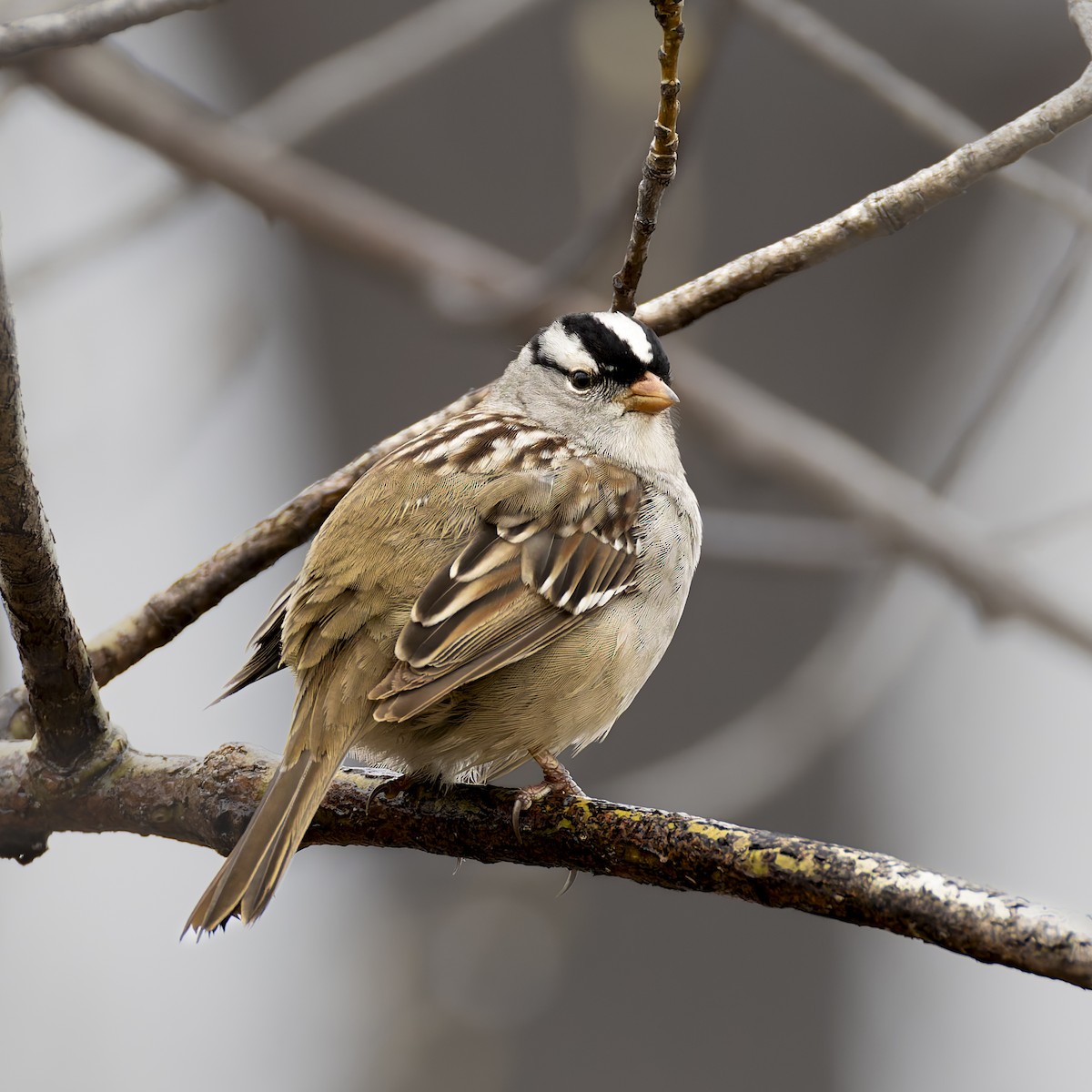 White-crowned Sparrow - ML618581178