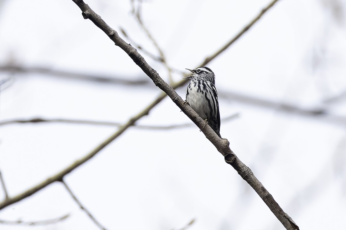 Black-and-white Warbler - ML618581214