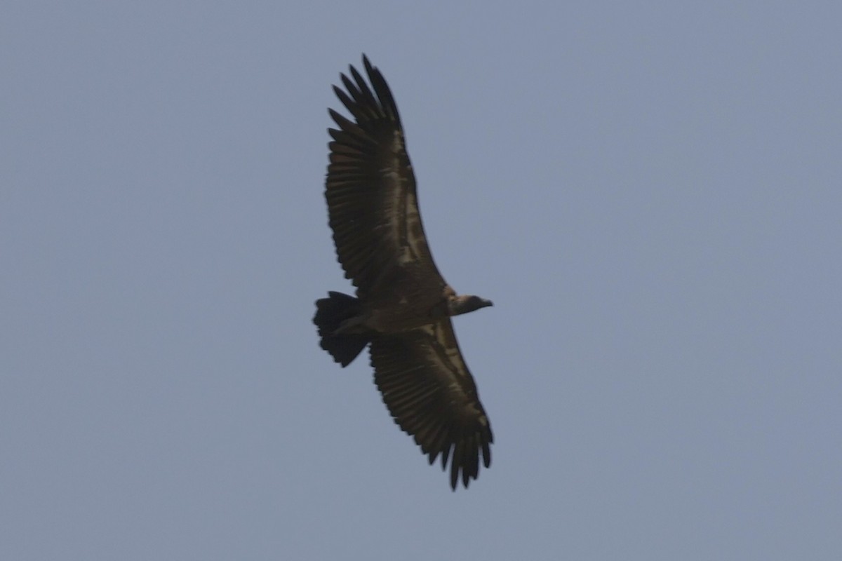 White-backed Vulture - ML618581235